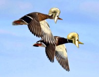 https://www.studiodaubal.com:443/files/gimgs/th-153_canard w.jpg